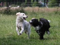 Puppys van Bliss040622-0062